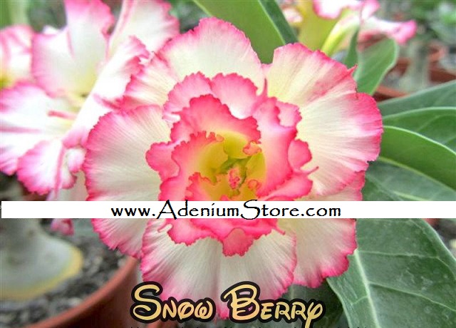 (image for) New Adenium \'Snow Berry\' 5 Seeds